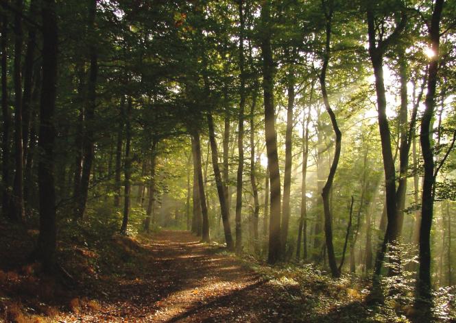 Trauerkarte Wald im Lichtschimmer
