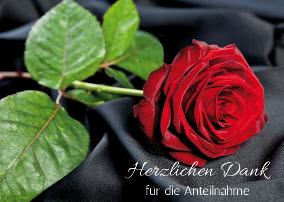 Rose auf schwarzem Hintergrund