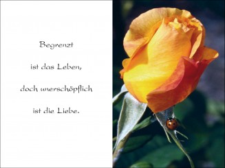 1016 Sterbebild Rose mit Marienkäfer 