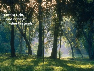 1019 Sterbebild Wald 