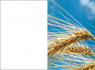 18020 Sterbebild Ähre 