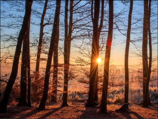 282 Sterbebild Sonnenlicht im Wald 