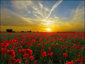 263 Sterbebild Mohnblumenfeld 