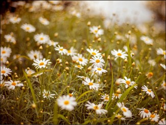 287 Sterbebild Blumenwiese 