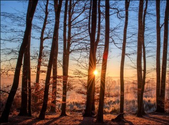 4072 Sterbebild Sonnenlicht im Wald 