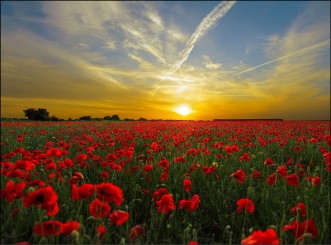 4051 Sterbebild Mohnblumenfeld 