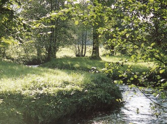 7001 Sterbebild Wald mit Bachlauf 