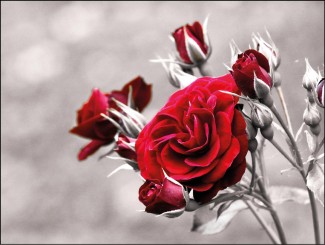 255 Sterbebild Rosen kreativ 