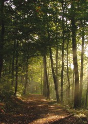 Gedenkkarte "Licht im Wald" (1339) 