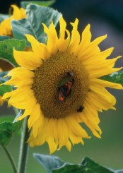 Gedenkkarte "Sonnenblume" (1306) 