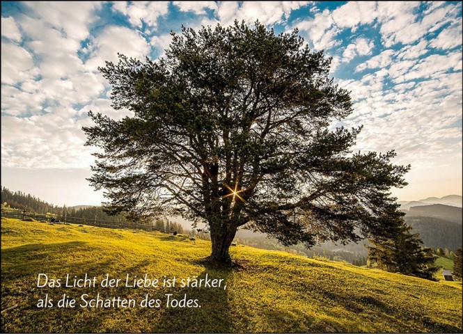 Sterbebild24 Trauerkarte "Baum" (1666)